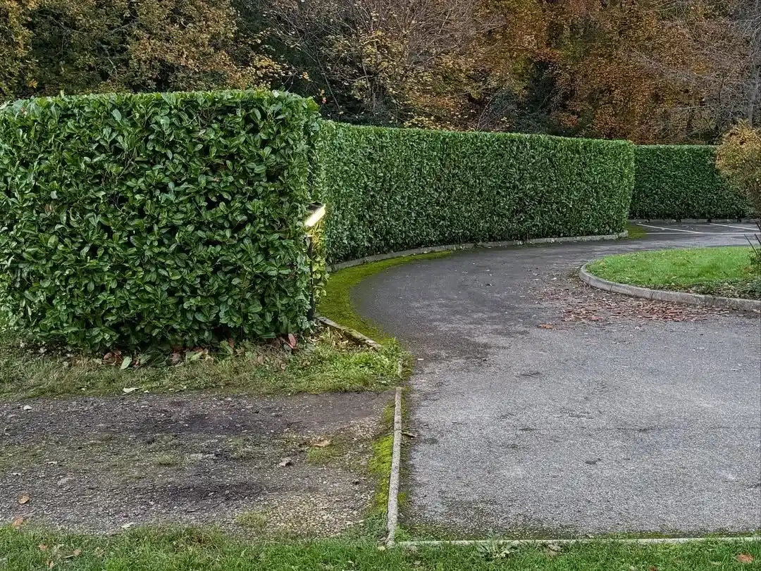Hedge Trimming